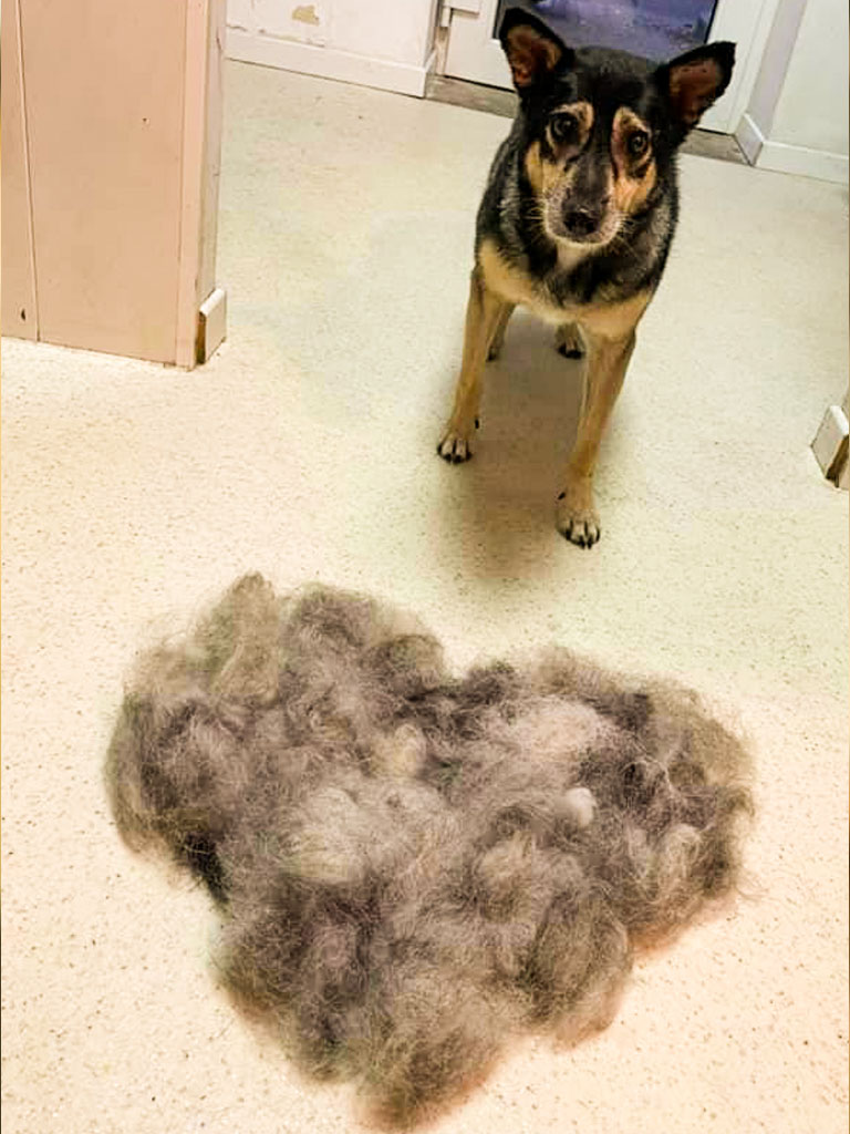Hund-3.jpg